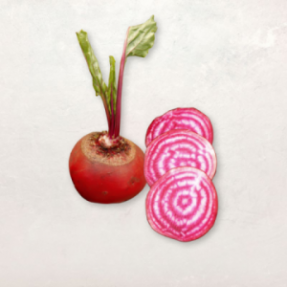 Betterave chioggia origine... Betterave chioggia origine...