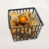 Physalis (amour en cage) ±100g