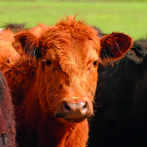 Côte de boeuf Angus 800g-1kg